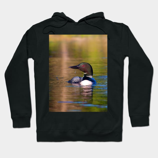 Common Loon Hoodie by Jim Cumming